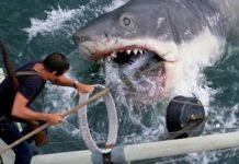 Cinco curiosidades sobre ‘Tubarão’, que completou 50 anos de lançamento em 2025!