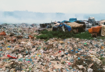 TV Cultura exibe ‘Mostra Ecofalante de Cinema’ em programação especial dedicada à COP30