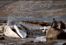 Livro ‘Rússia, Ucrânia e o Cinema em Tempos de Guerra’ analisa o conflito por meio de filmes