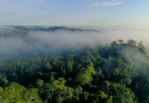 ‘São Florestas’ encerra temporada com episódios inéditos alinhados aos objetivos de desenvolvimento sustentável