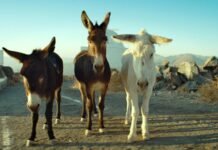 Análises e Dicas #1045 – ‘Perfeitamente Uma Estranheza’