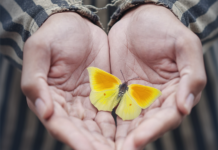 O Professor de Auschwitz, de Wendy Holden