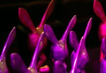 34º Festival MixBrasil de Cultura da Diversidade abre inscrições até início de agosto