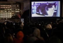 A segunda edição do GatoFest está confirmada em São Paulo