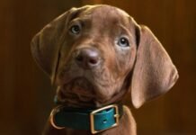 VEJA O TEASER! Scooby-Doo ganha versão com cachorro real em nova série da Netflix