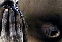Cinema brasileiro em destaque: ‘Mesopotâmia’ anuncia elenco com grandes nomes e é apresentado no BAM 2026
