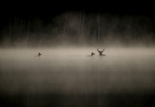 Vencedor de dois César, ‘O Canto da Floresta’, de Vincent Munier, integra a programação do Festival de Cinema Francês do Brasil